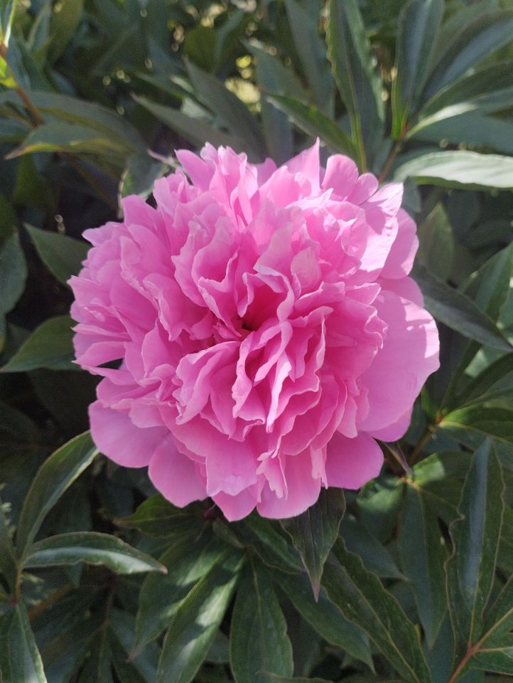 dom wolnostojący, 5 pokoi Toruń Grębocin nad Strugą, ul. Dojazd. Zdjęcie 9