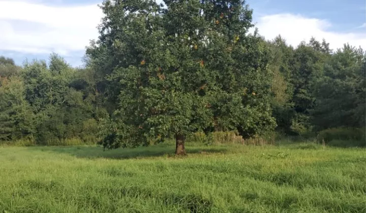 Działka budowlana Opole Lubelskie, ul. Nadstawna