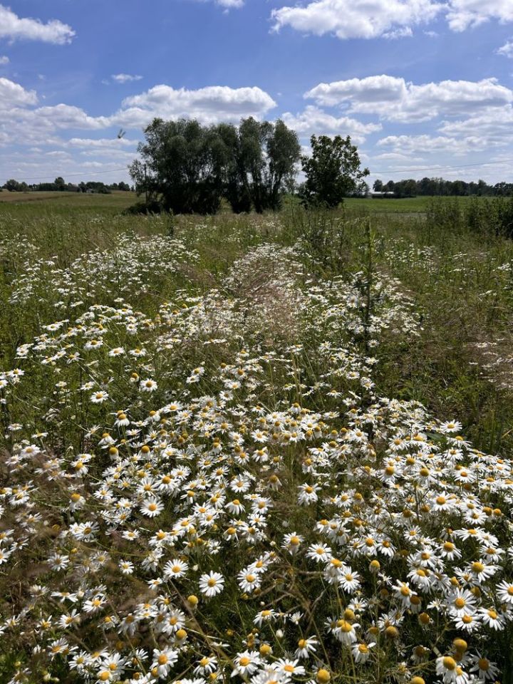 Działka rolna Kleszczyn. Zdjęcie 3