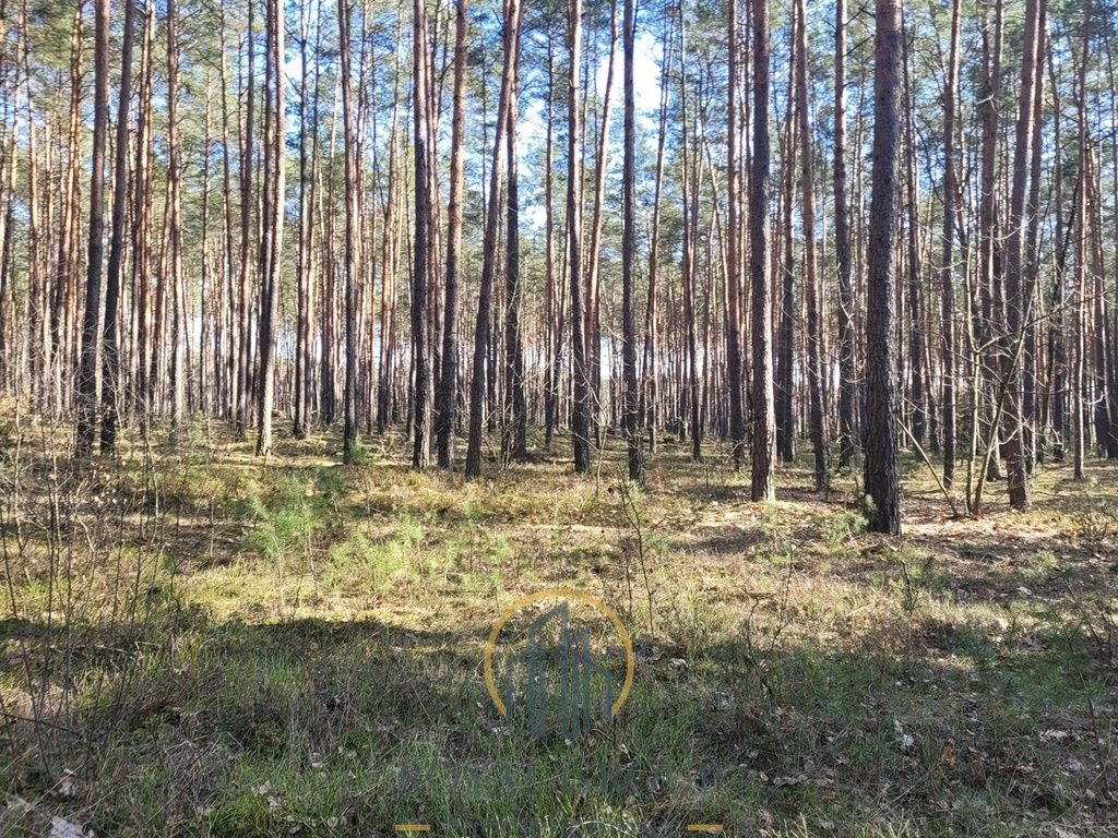 Działka leśna Jawidz. Zdjęcie 5