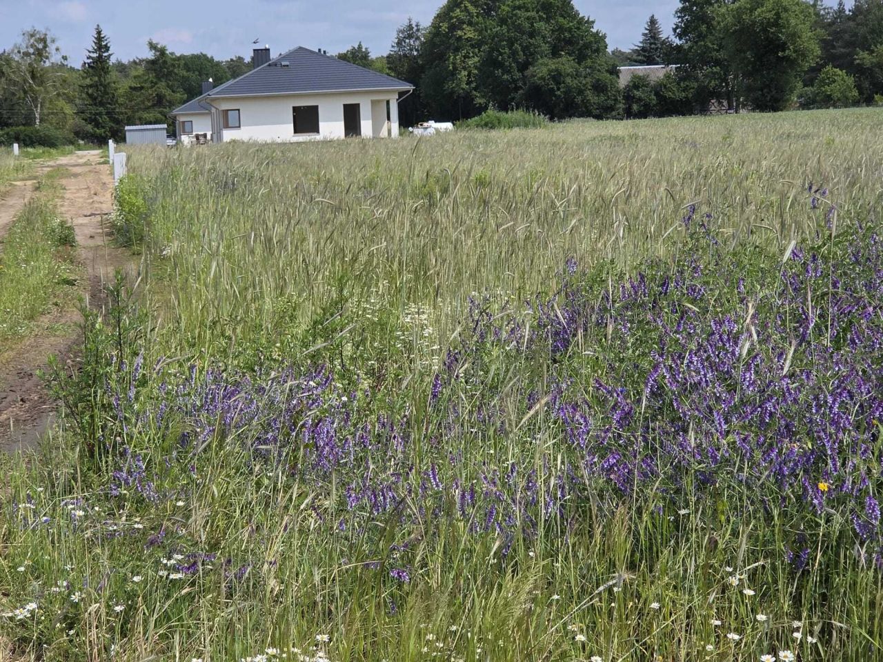 Działka budowlana Goławice Pierwsze, ul. Malinowa. Zdjęcie 3