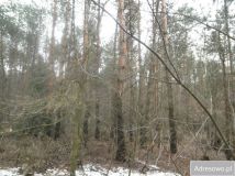 Działka leśna Sobolew, ul. Łaskarzewska. Zdjęcie 2