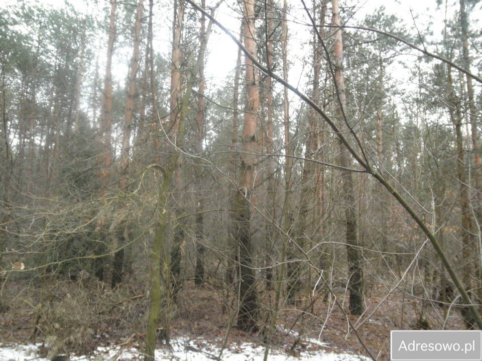 Działka leśna Sobolew, ul. Łaskarzewska. Zdjęcie 3