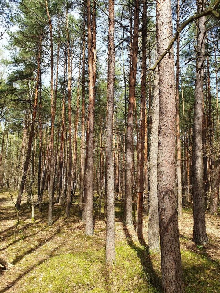 Działka leśna Leżajsk. Zdjęcie 7