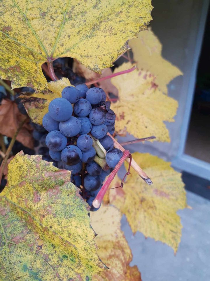 Działka rod Łódź Widzew, ul. Telefoniczna. Zdjęcie 6