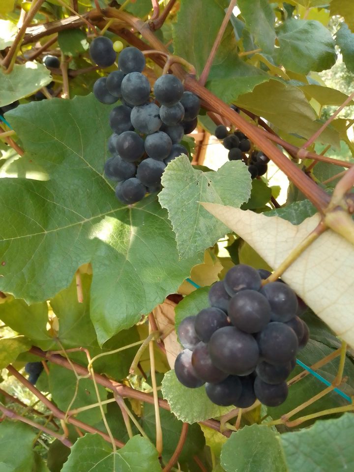 Działka rod Świdnik, ul. Działkowca. Zdjęcie 3