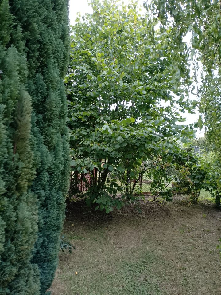 Działka rod Szczecin Bukowo, ul. Władysława Nehringa. Zdjęcie 12