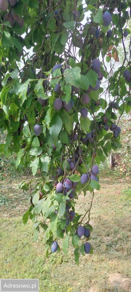 dom wolnostojący, 2 pokoje Uniejów-Rędziny Zakopane. Zdjęcie 20