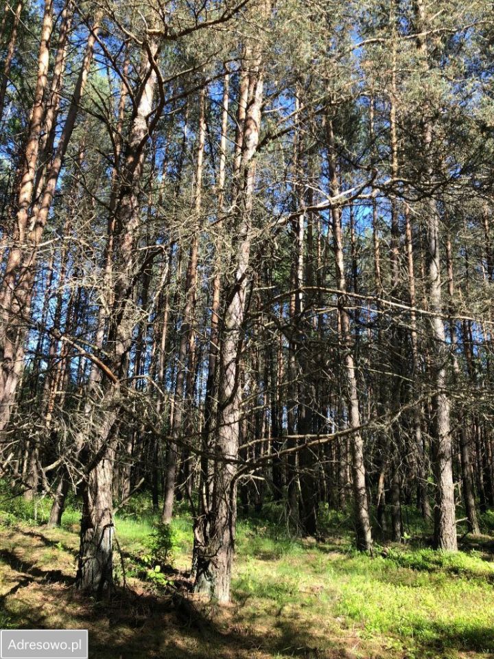 Działka leśna Wały. Zdjęcie 5