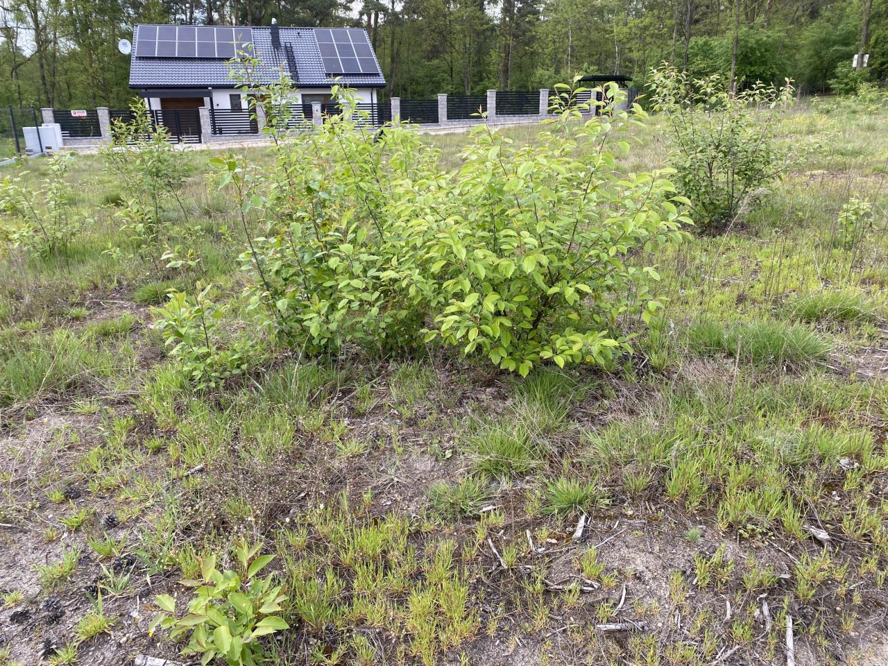 Działka budowlana Florentynów, Florentynów. Zdjęcie 2