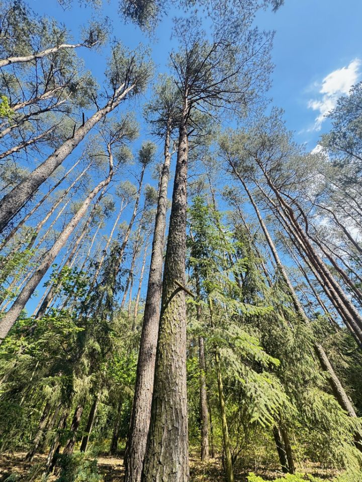 dom wolnostojący, 4 pokoje Ostrowsko. Zdjęcie 4
