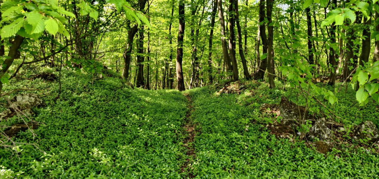 Działka rekreacyjna Łazy Łazy-Jawor. Zdjęcie 2