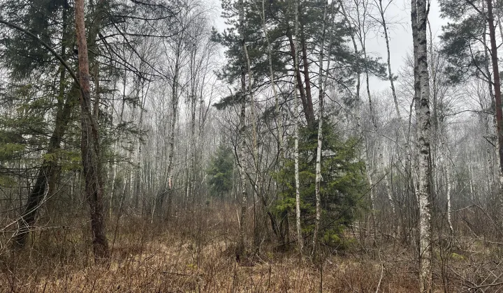 Działka leśna Łazy Małe