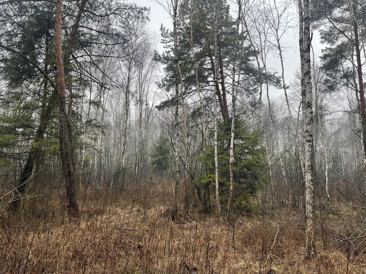 Działka leśna Krosno. Zdjęcie 1