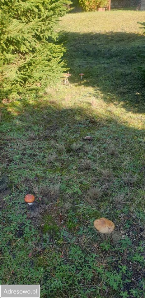 Działka rekreacyjna Perlino. Zdjęcie 9