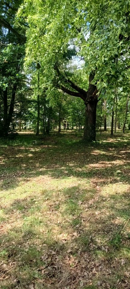 Działka Rudno. Zdjęcie 1