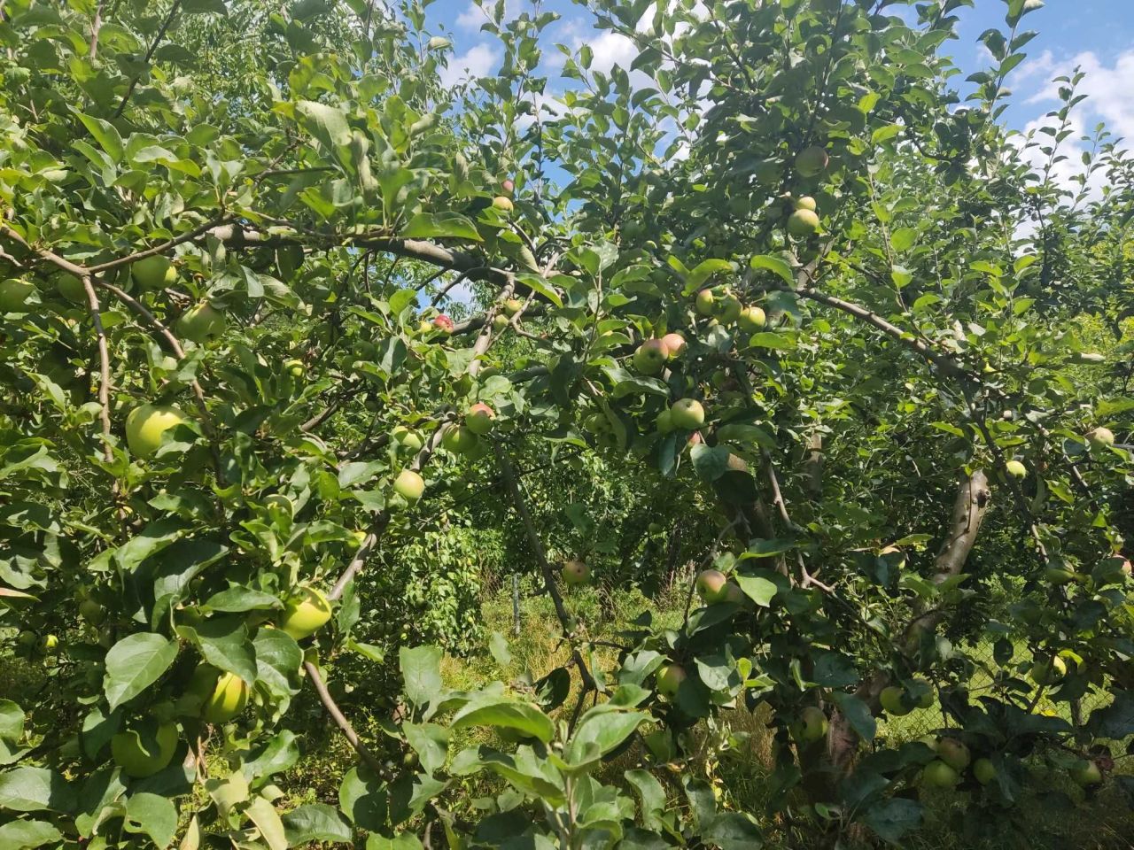 Działka rod Warszawa Saska Kępa. Zdjęcie 4