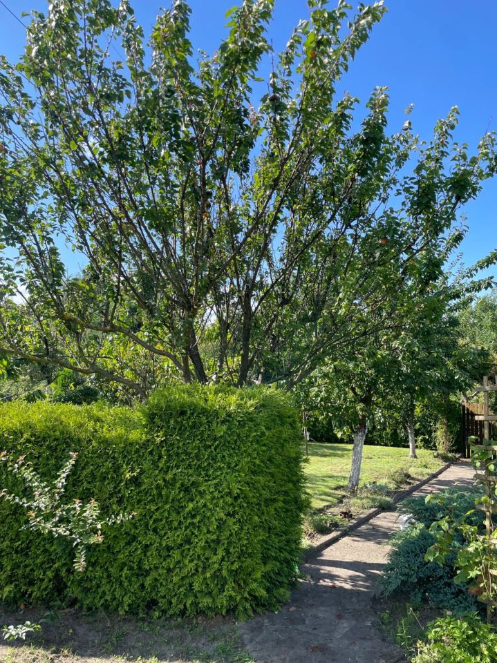 Działka rod Szczecin Śródmieście, ul. Tenisowa. Zdjęcie 3