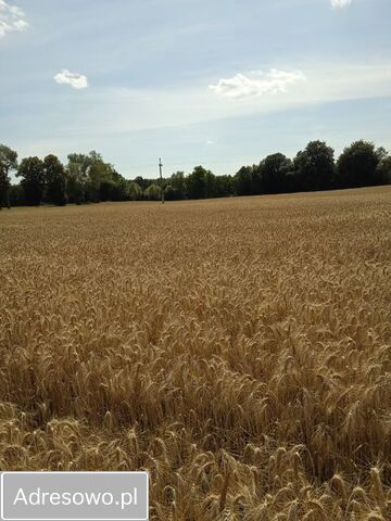 siedlisko Bornity. Zdjęcie 3