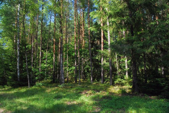 Działka leśna Smolechy. Zdjęcie 1