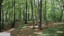Działka rolno-budowlana Kazimierz Dolny. Zdjęcie 3
