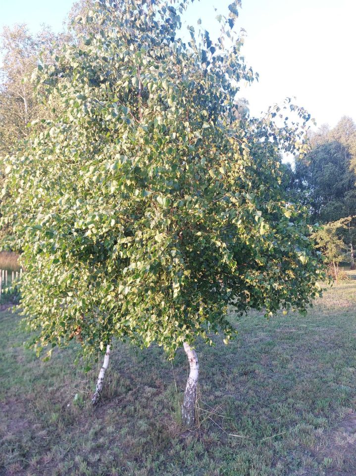 Działka budowlana Nowy Lubusz. Zdjęcie 5
