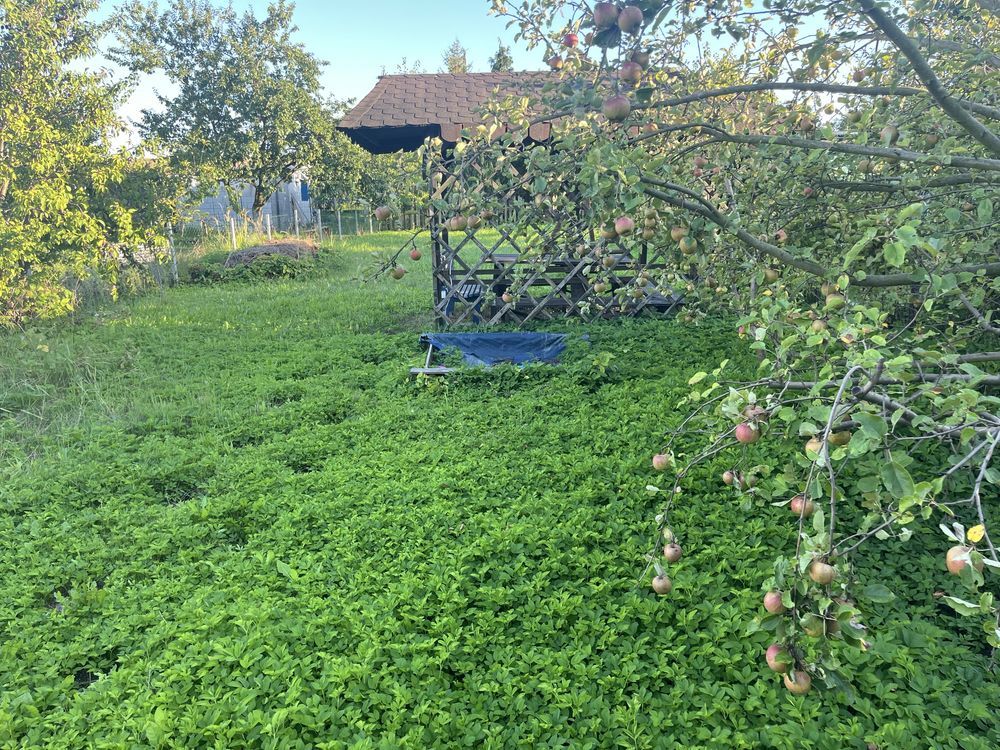 Działka rod Gliwice Bojków. Zdjęcie 3