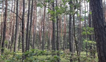 Działka leśna Żarki-Letnisko, ul. Jasna