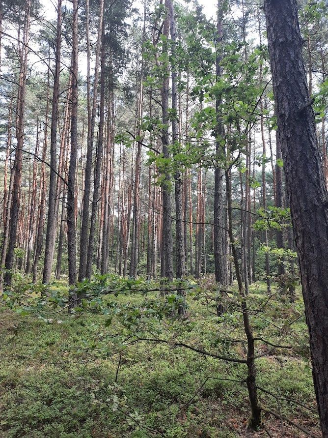 Działka leśna Żarki-Letnisko, ul. Jasna. Zdjęcie 2