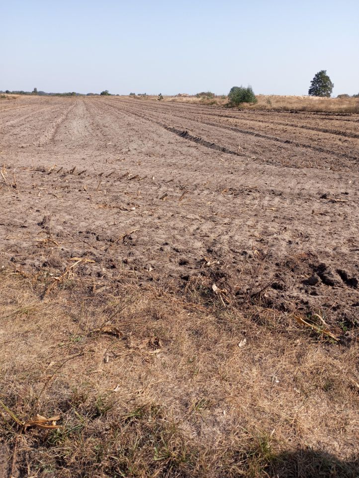 Działka rolno-budowlana Sojczyn Borowy. Zdjęcie 3