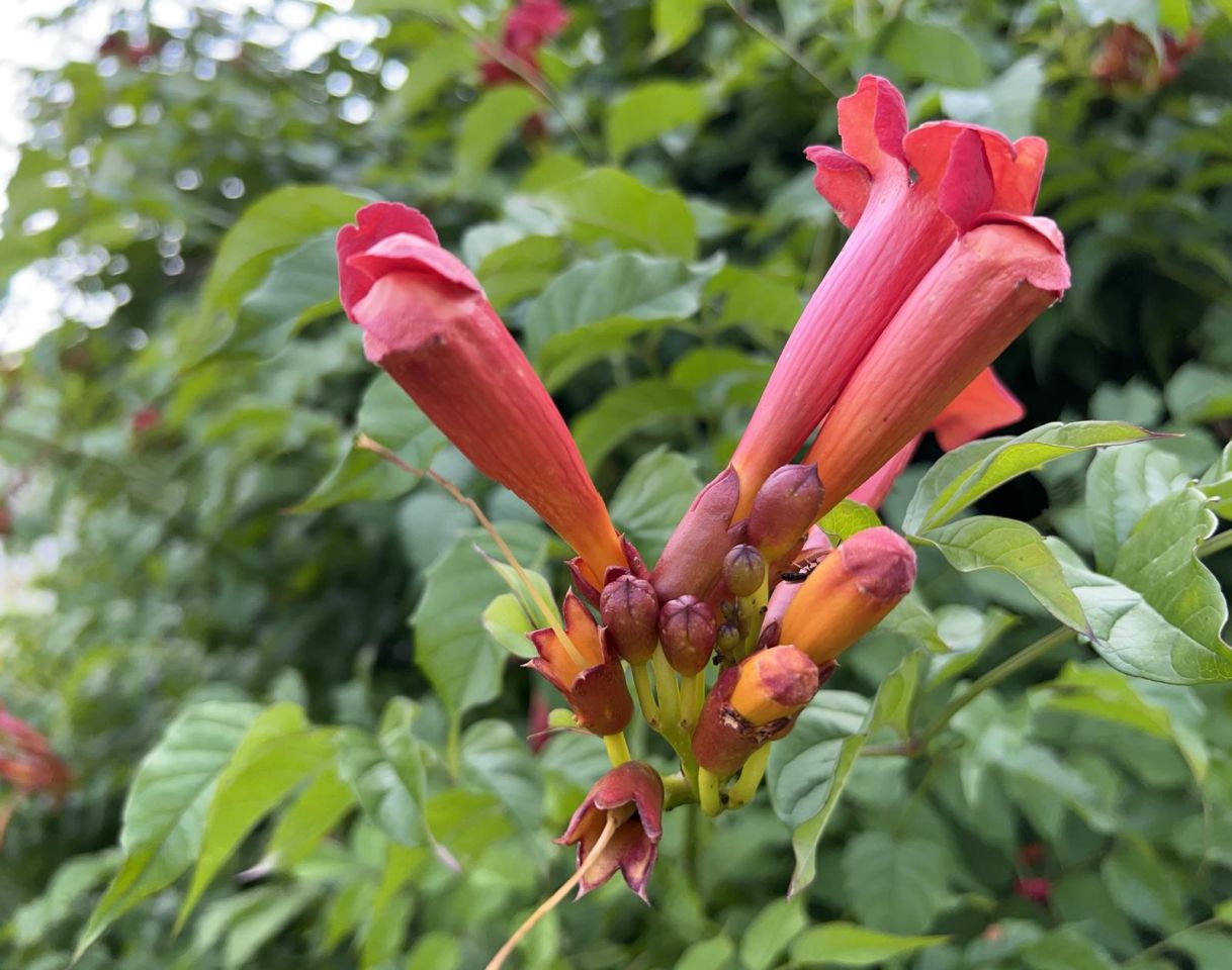 Działka rod Ząbki, ul. gen. F. Sławoja Składkowskiego. Zdjęcie 8