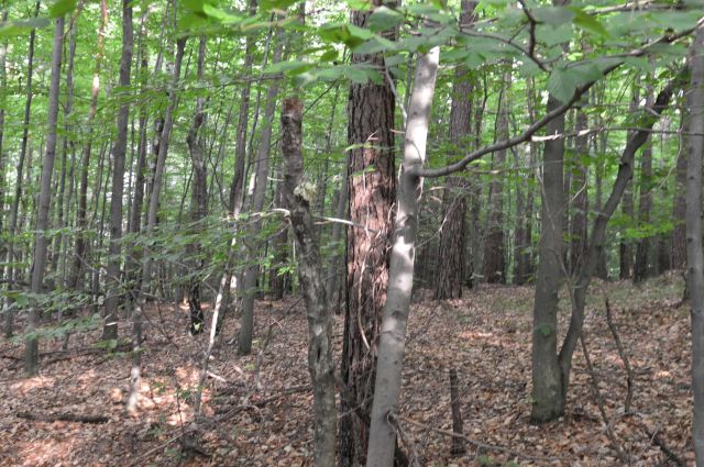 Działka leśna Lipnica Górna. Zdjęcie 1