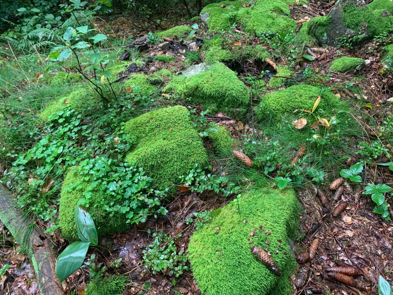 Działka inwestycyjna Karpacz, ul. Górna. Zdjęcie 5
