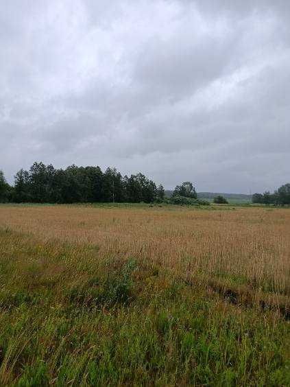 Działka rolna Wasilków Panerka. Zdjęcie 5