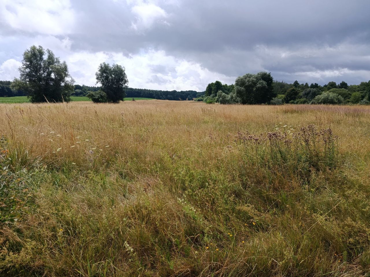 Działka rolno-budowlana Brojce. Zdjęcie 8