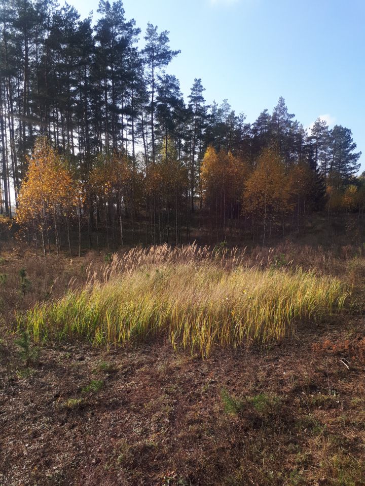 Działka budowlana Walne. Zdjęcie 5