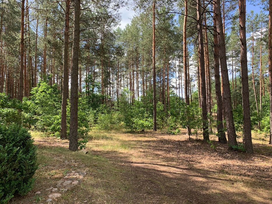 Działka rekreacyjna Serpelice. Zdjęcie 6