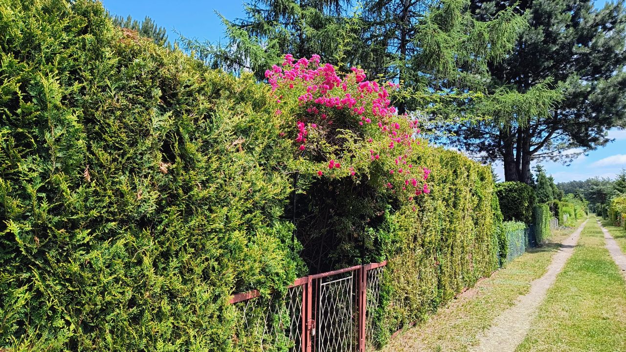 Działka rod Sosnowiec Niwka, ul. Portowa. Zdjęcie 2