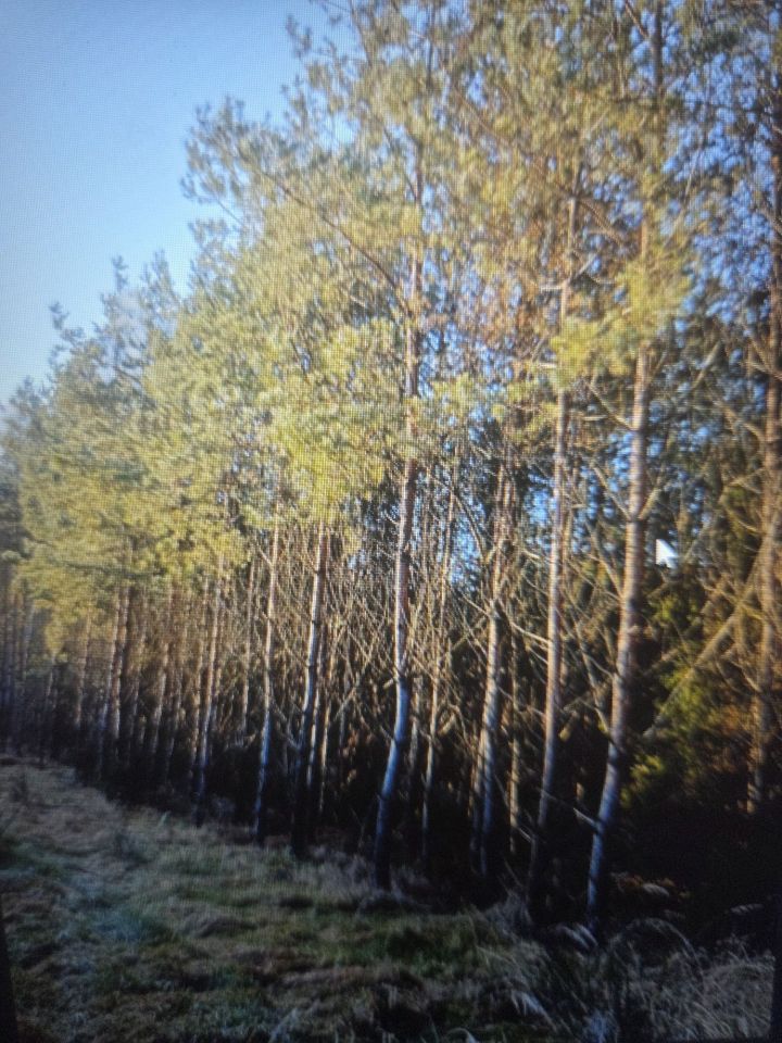 Działka leśna Ząbrowo. Zdjęcie 6