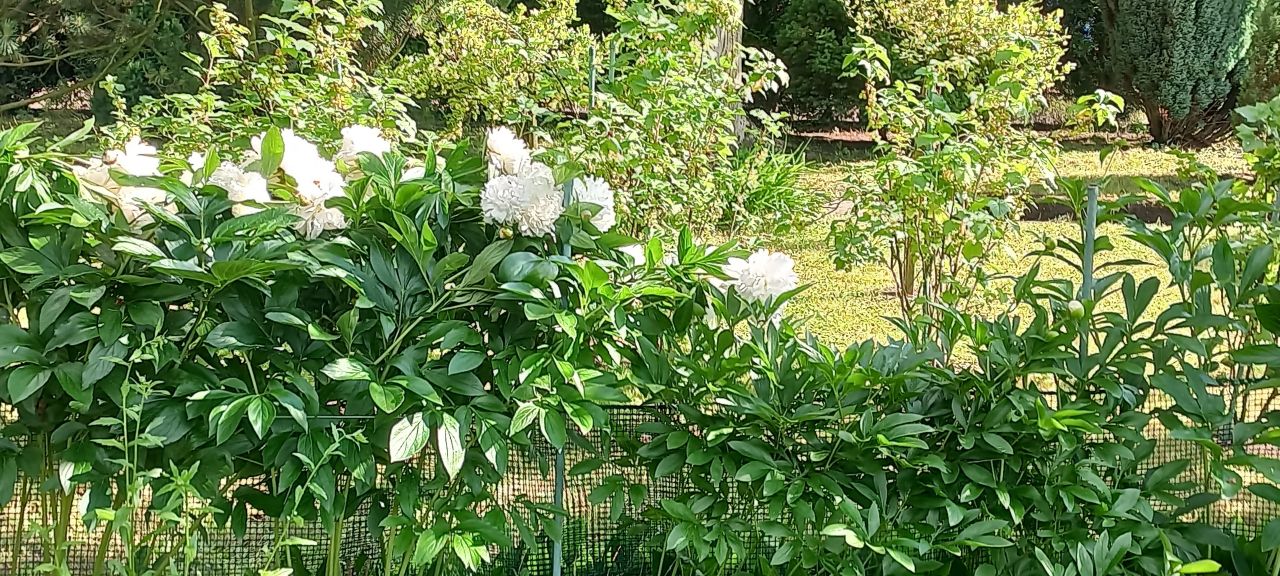 Działka rod Zabrze, ul. Botaniczna. Zdjęcie 9
