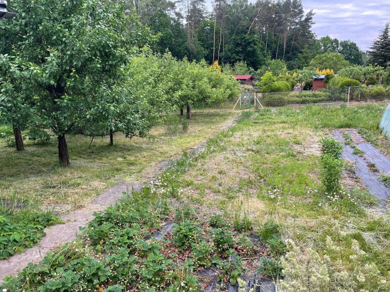 Działka rod Wójtowo. Zdjęcie 5