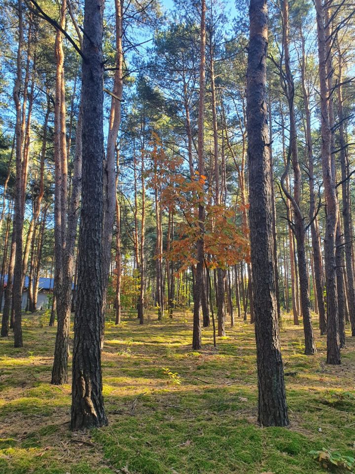Działka leśna Kostrzyn. Zdjęcie 7
