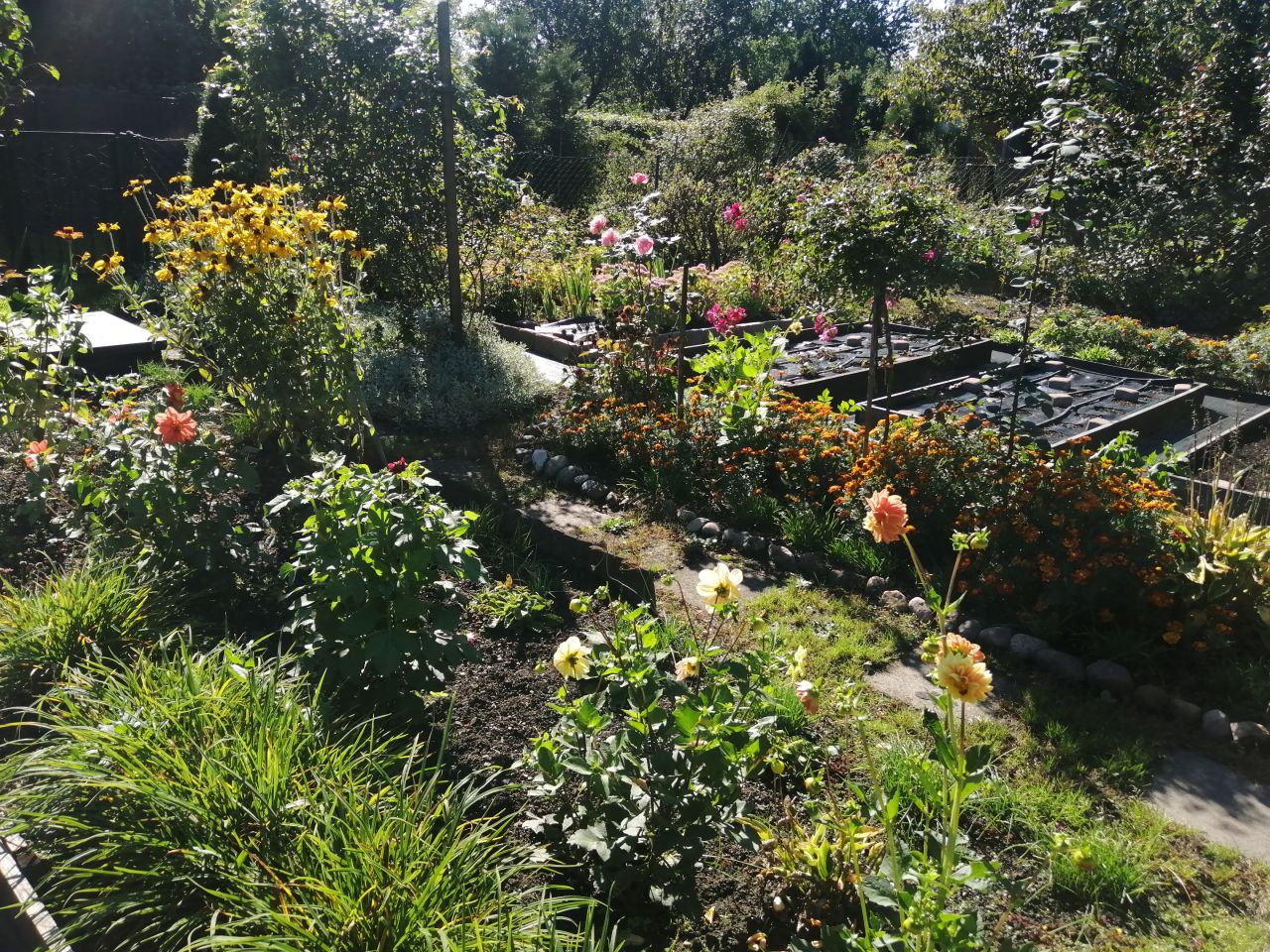 Działka rod Częstochowa Centrum, ul. Papierowa. Zdjęcie 7