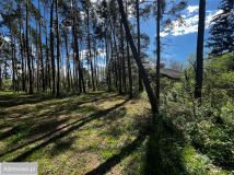 Działka leśna Wilków Polski. Zdjęcie 1