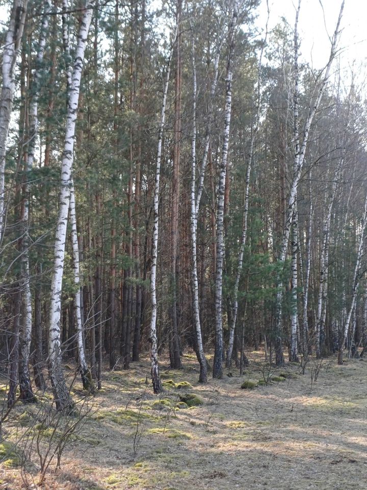 Działka leśna Poniatowo. Zdjęcie 7