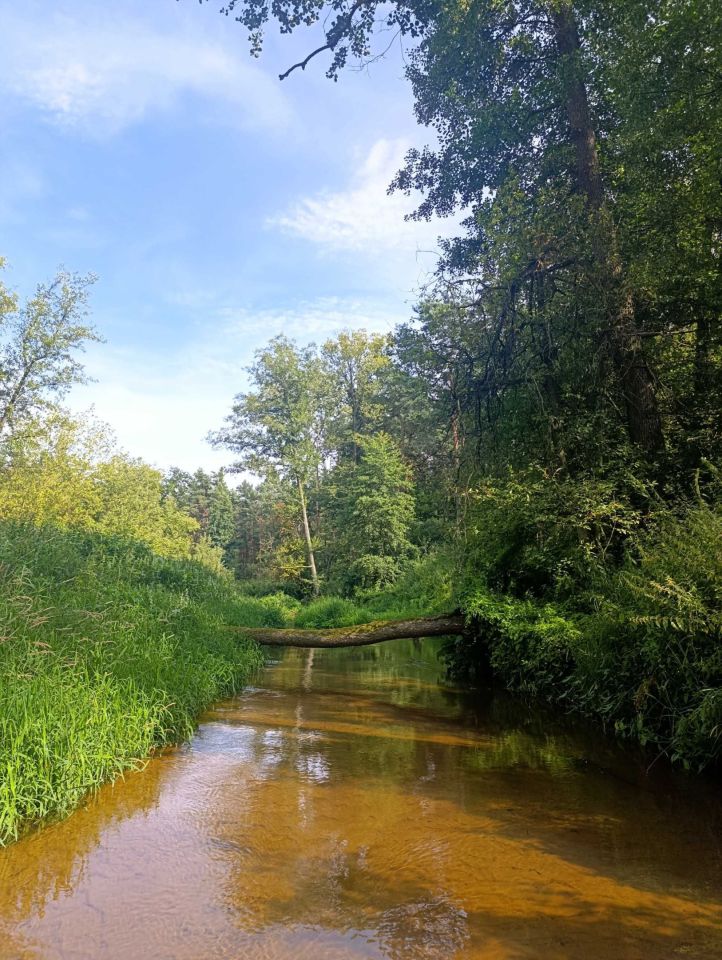 Działka rekreacyjna Cyganówka. Zdjęcie 6