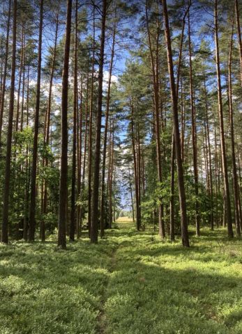 Działka rolno-budowlana Płaska. Zdjęcie 1