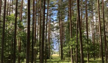 Działka rolno-budowlana Płaska, brak
