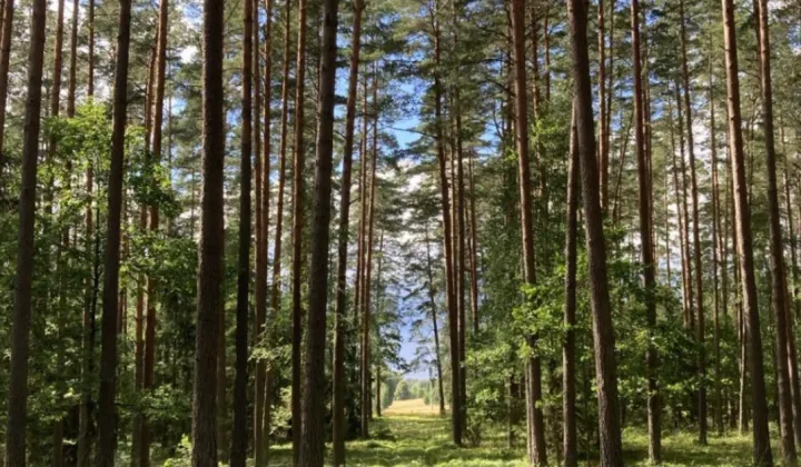 Działka rolno-budowlana Płaska