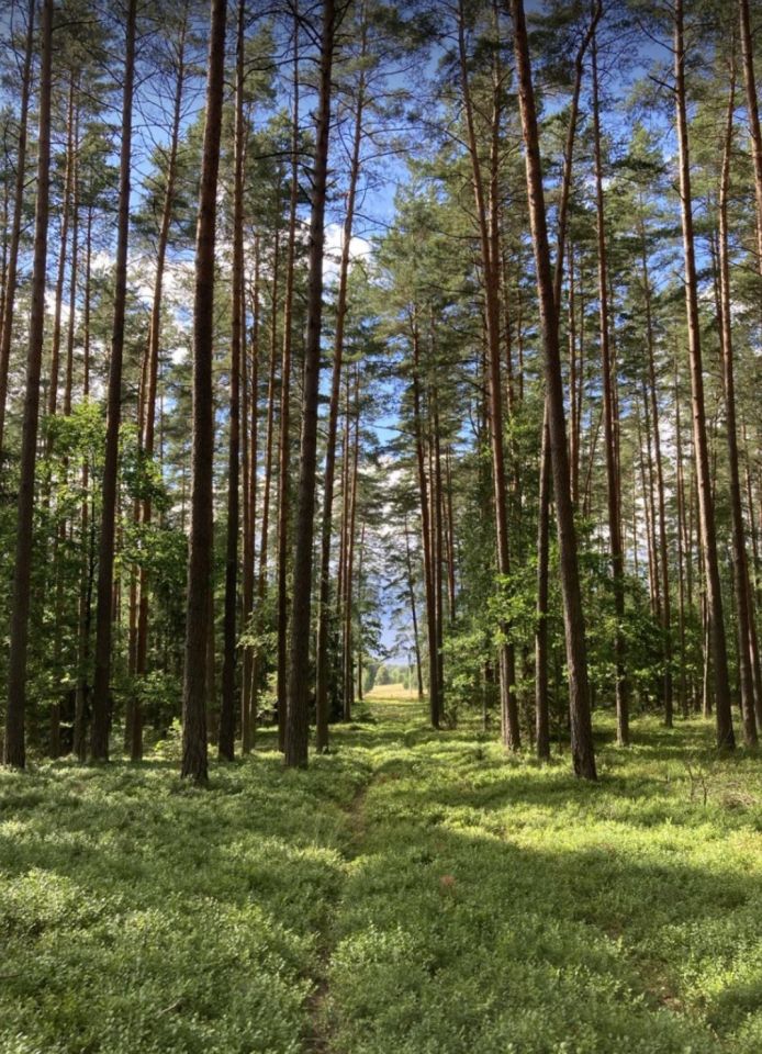 Działka rolno-budowlana Płaska